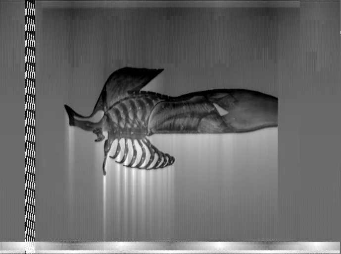 Decoded Voyager Golden Record fish image